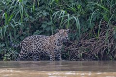 DPPhotography - Pantanal - Jaguar - AZ