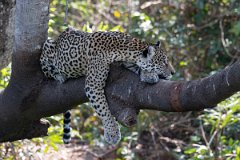 DPPhotography - Pantanal - Jaguar - B