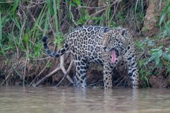 DPPhotography - Pantanal - Jaguar - BA