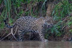 DPPhotography - Pantanal - Jaguar - BB