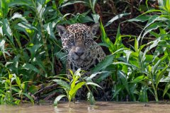 DPPhotography - Pantanal - Jaguar - BC
