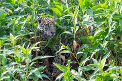 DPPhotography - Pantanal - Jaguar - BD