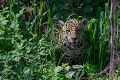 DPPhotography - Pantanal - Jaguar - BE