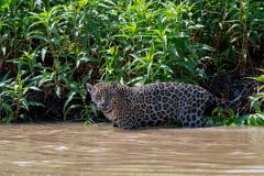 DPPhotography - Pantanal - Jaguar - BF