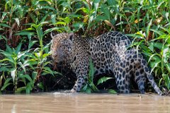 DPPhotography - Pantanal - Jaguar - BG
