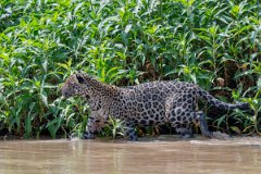 DPPhotography - Pantanal - Jaguar - BH