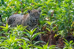 DPPhotography - Pantanal - Jaguar - BI