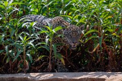 DPPhotography - Pantanal - Jaguar - BJ