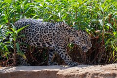 DPPhotography - Pantanal - Jaguar - BK