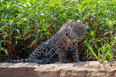 DPPhotography - Pantanal - Jaguar - BL