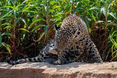 DPPhotography - Pantanal - Jaguar - BM