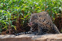 DPPhotography - Pantanal - Jaguar - BN