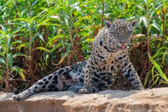 DPPhotography - Pantanal - Jaguar - BO