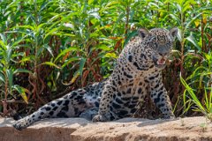 DPPhotography - Pantanal - Jaguar - BP
