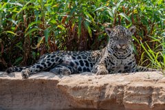DPPhotography - Pantanal - Jaguar - BR