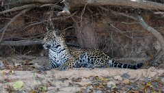 DPPhotography - Pantanal - Jaguar - BS