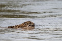 DPPhotography - Pantanal - Jaguar - BT