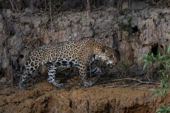DPPhotography - Pantanal - Jaguar - BU