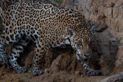 DPPhotography - Pantanal - Jaguar - BV