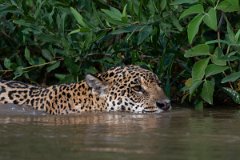 DPPhotography - Pantanal - Jaguar - BW