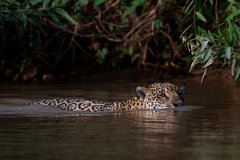 DPPhotography - Pantanal - Jaguar - BX