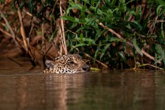 DPPhotography - Pantanal - Jaguar - BY