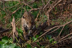 DPPhotography - Pantanal - Jaguar - BZ