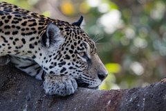 DPPhotography - Pantanal - Jaguar - C