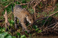 DPPhotography - Pantanal - Jaguar - CA