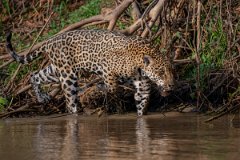 DPPhotography - Pantanal - Jaguar - CB