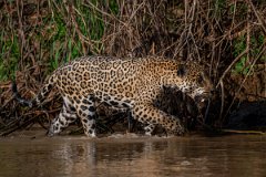 DPPhotography - Pantanal - Jaguar - CC