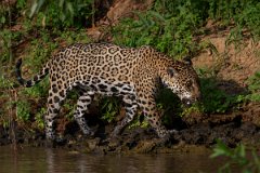 DPPhotography - Pantanal - Jaguar - CD