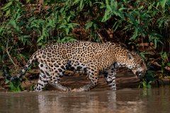 DPPhotography - Pantanal - Jaguar - CE