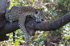 DPPhotography - Pantanal - Jaguar - D