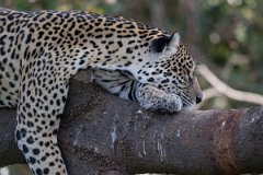 DPPhotography - Pantanal - Jaguar - E