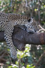 DPPhotography - Pantanal - Jaguar - F