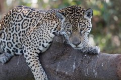 DPPhotography - Pantanal - Jaguar - G