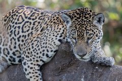 DPPhotography - Pantanal - Jaguar - H