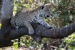 DPPhotography - Pantanal - Jaguar - I