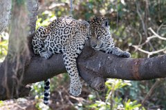 DPPhotography - Pantanal - Jaguar - J