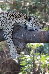 DPPhotography - Pantanal - Jaguar - K