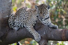 DPPhotography - Pantanal - Jaguar - L