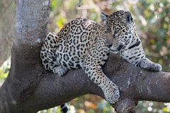 DPPhotography - Pantanal - Jaguar - M