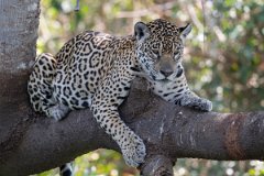 DPPhotography - Pantanal - Jaguar - N