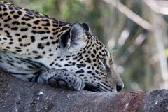 DPPhotography - Pantanal - Jaguar - Q