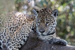 DPPhotography - Pantanal - Jaguar - R