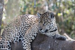 DPPhotography - Pantanal - Jaguar - S