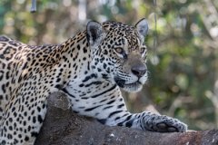 DPPhotography - Pantanal - Jaguar - T