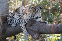 DPPhotography - Pantanal - Jaguar - U