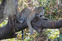 DPPhotography - Pantanal - Jaguar - V